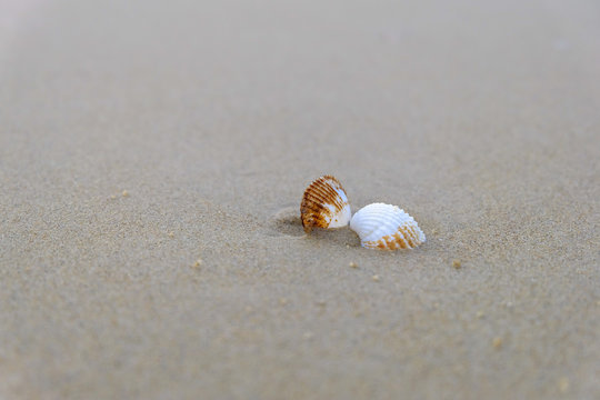 Close up of seashells on beautiful sand beach. Summer beach background.  Royalty high quality stock image of landscape, sea.