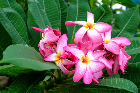 Close up of pink frangipani flower with  nature leaf background. Royalty high quality free stock image of flower.