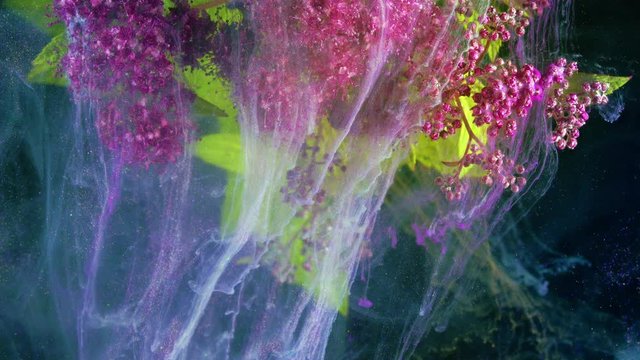Japanese spirea (Spiraea japonica). Acrylic colors and ink in water.