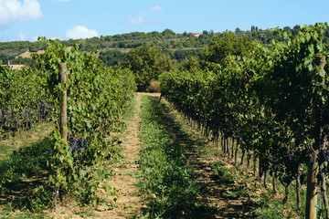 Fototapeta na wymiar grape and vine vinegrape of sangiovese under sunlight in tuscany italy autumn summer 