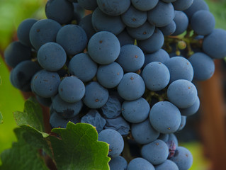 Close up of a bunch of grapes in vineyards