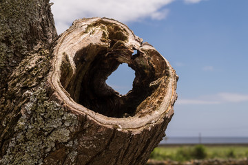 Cut off tree limb and a blue sky with clouds