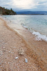 Ecology of Baikal Lake. A unique endemic Baikal sponge is visible on the shore of Olkhon Island - an invertebrate multicellular organism - a water purifier and a natural filter for the lake