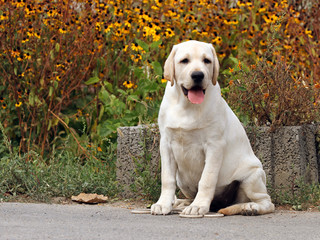 the cute sweet yellow labrador in the park