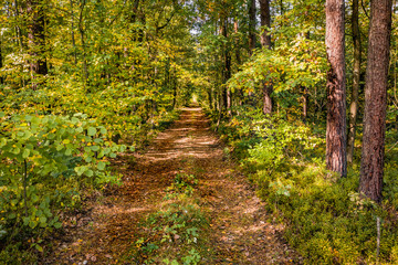 Fototapeta premium Aerial landscape of autumn forest and free space for your decoration. 