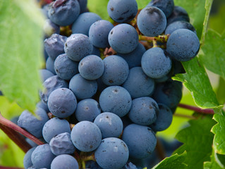Close up of a bunch of grapes in vineyards