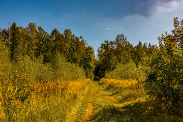 Fototapeta premium Aerial landscape of autumn forest and free space for your decoration. 
