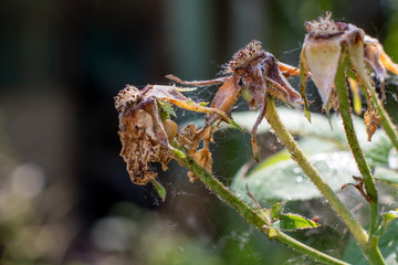 dried wildflowers on a spider web closeup