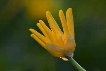 Delicate image of a small yellow flower of a buttercup on a neutral green background
