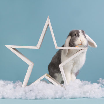 Blue and white mini lop bunny wit a Christmas star