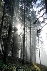 Sun and fog in the morning in forest