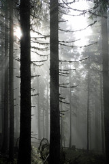 Sun and fog in the morning in forest