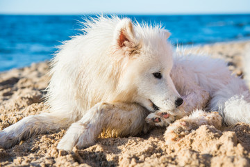 White dog Samoyed is lying near Sea on the sand