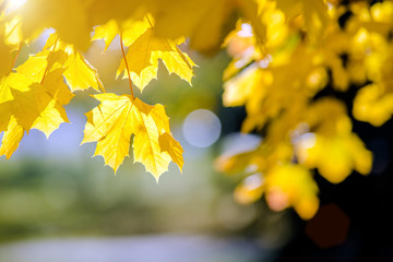 Autumn background-yellow maple leaves in the city Park 