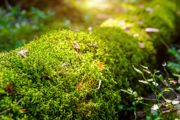 Moss grows on a fallen tree in the forest