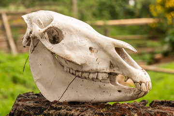 Zebra skull profile