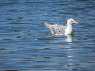 seagull on water