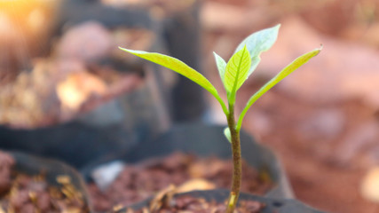 The seedlings that are slowly growing in order to become a big tree in the future	                            