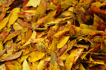 Autumn abstract background. Autumn falling red, yellow, orange, brown leaves .  autumnal foliage fall of  leaves. Design concept for seasonal holiday greeting card