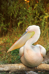 Pelecanus. Pelicans near the water. Sea bird