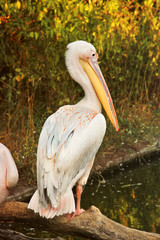 Pelecanus. Pelicans near the water. Sea bird