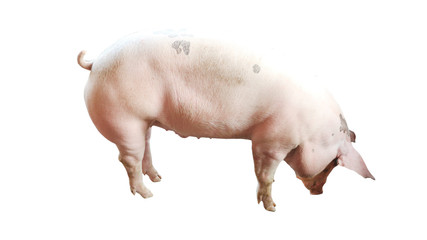  One white pig standing on a white ground