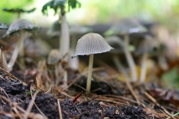 Mushrooms growing in a cluster in the forests of Ontario, Canada.