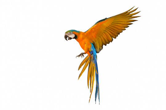 Colorful flying parrot isolated on white background.