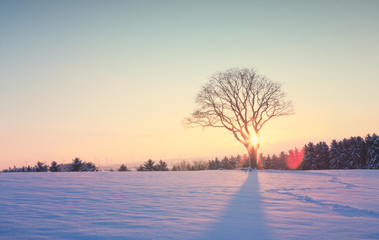 Fototapeta na wymiar Winter sunset over the snow-covered tree.