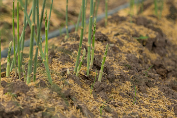  Asparagus in the harvest season