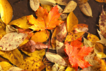 Autumn abstract background. Autumn falling red, yellow, orange, brown leaves .  autumnal foliage fall of  leaves. Design concept for seasonal holiday greeting card