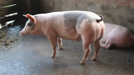 Many very white pigs in the pen