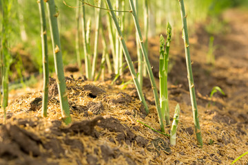  Asparagus in the harvest season