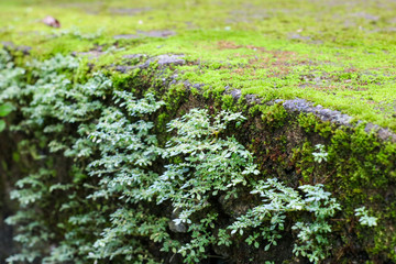 flowers in the garden