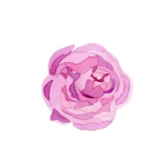 pink rose isolated on white background