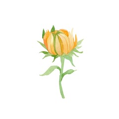 Sunflower isolated on white background