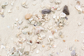 Small corals on white beach