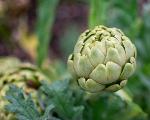 Close up of a closed artichoke flower