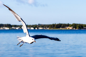 Fototapeta na wymiar Seagull in Flight