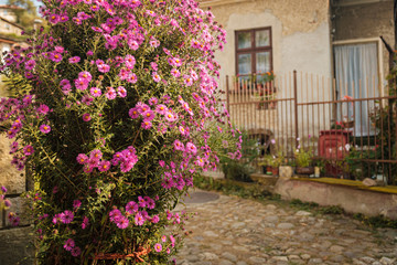 Fototapeta na wymiar Pretty pink flowers on village cobbled street