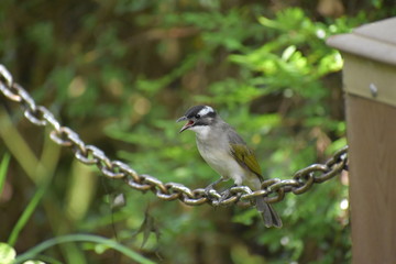 タイワンシロガシラ（台湾で撮影）