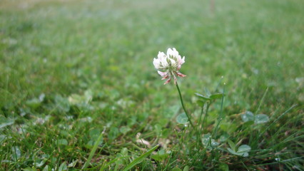 white flowers on green background