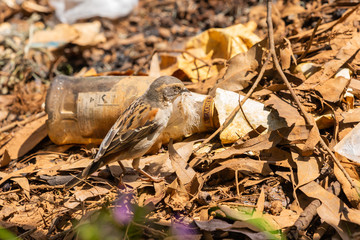 Nest building Chestnut weaver