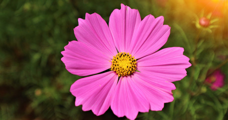 Fototapeta premium Beautiful cosmos flowers in the morning in Thailand.
