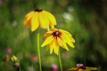flowers screen saver