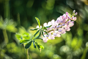 flowers screen saver