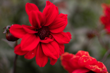 Close up of a deep red flower