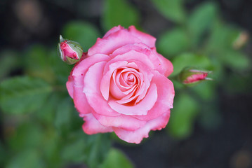Beautiful blooming rose pink in the garden top view. Floral background picture.Fresh garden summer spring autumn. Pink and green beautiful picture. Decorative flowers. Sunshines light. Romantic style