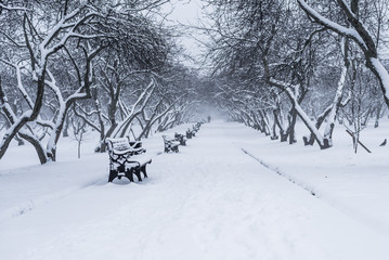 Winter park landscape - path between trees with benches