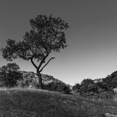 Tree on a hill, forested hills and clear sky - beautiful black and white landscape